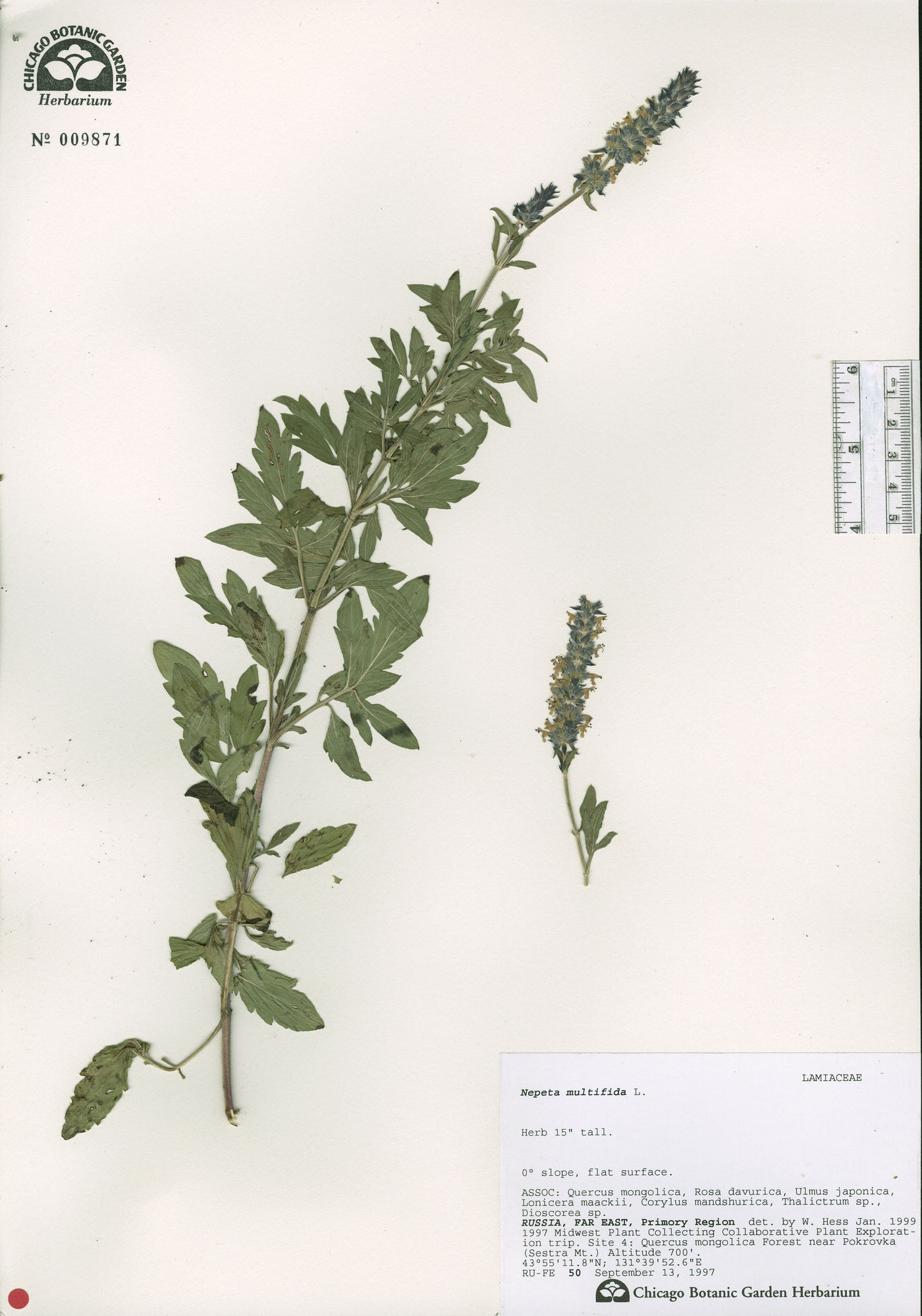 Nepeta multifida image