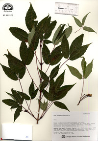 Acer mandshuricum image