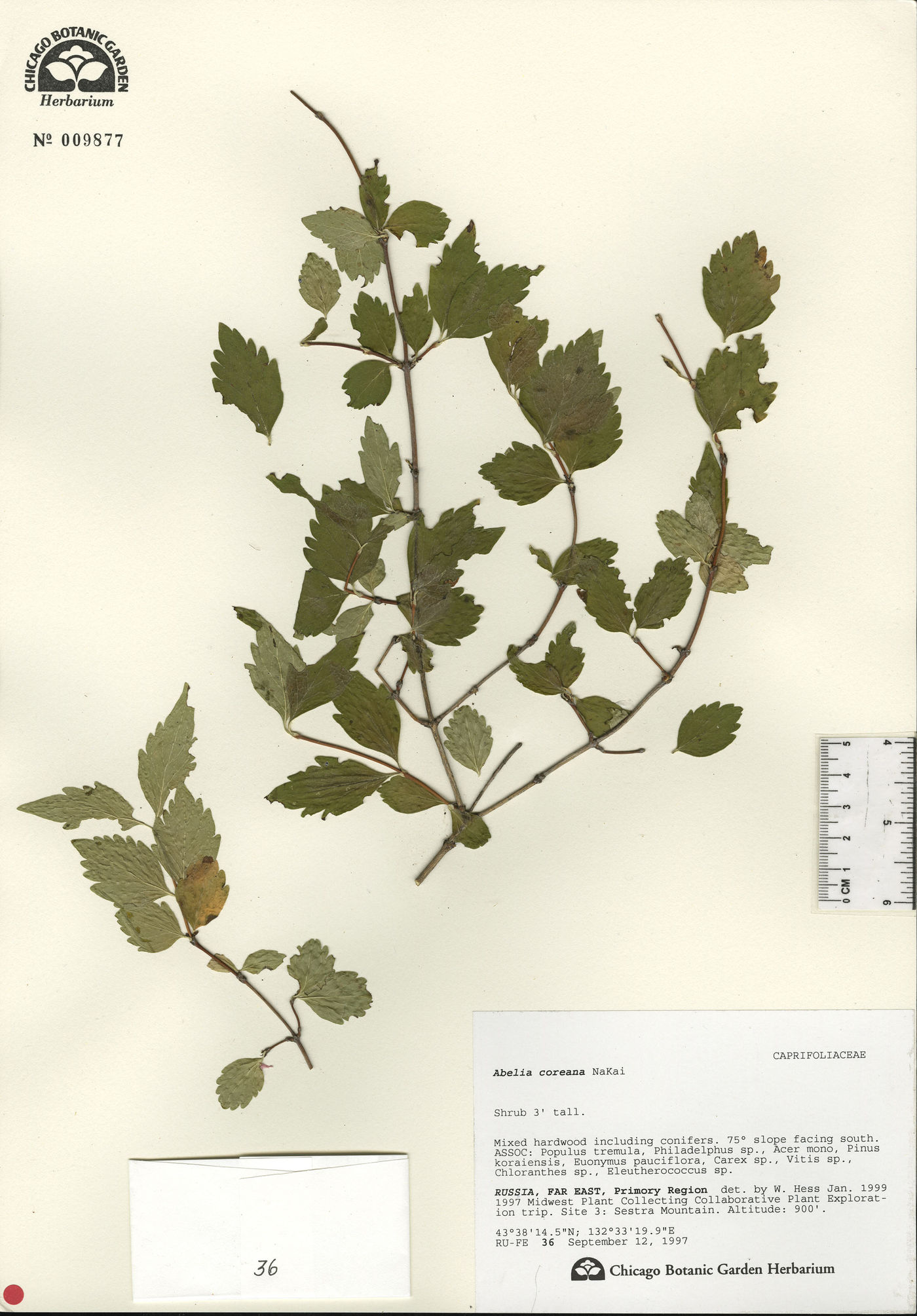Alisma plantago image