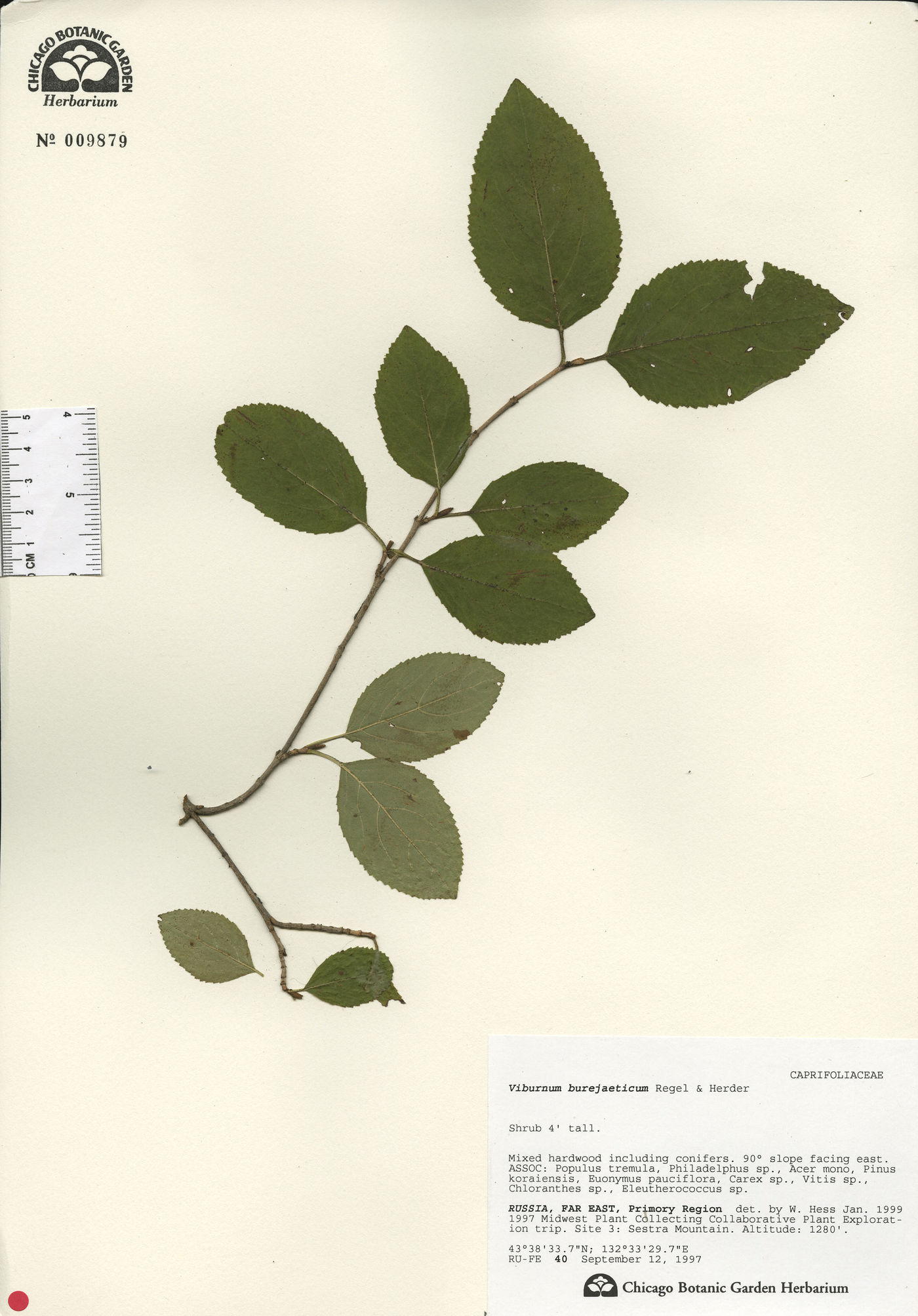 Viburnum burejaeticum image