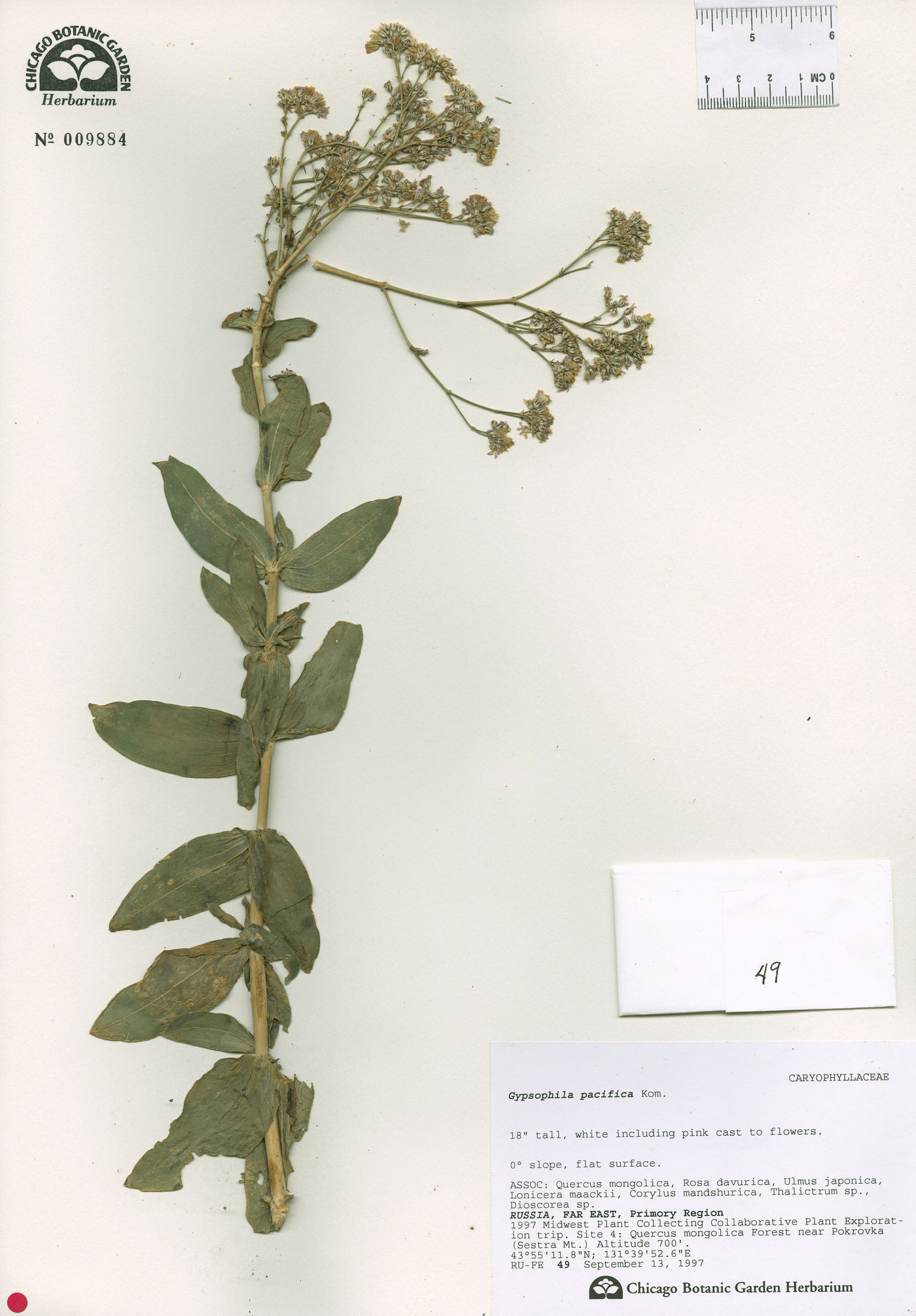 Gypsophila pacifica image