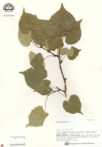 Tilia amurensis image