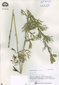 Aconitum jaluense var. triphyllum image