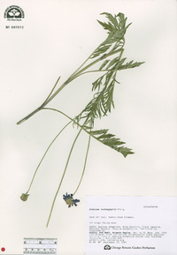 Scabiosa comosa image