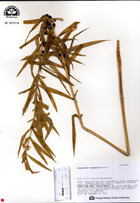 Image of Polygonatum stenophyllum