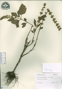 Ocimum basilicum image