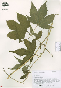 Filipendula glaberrima image