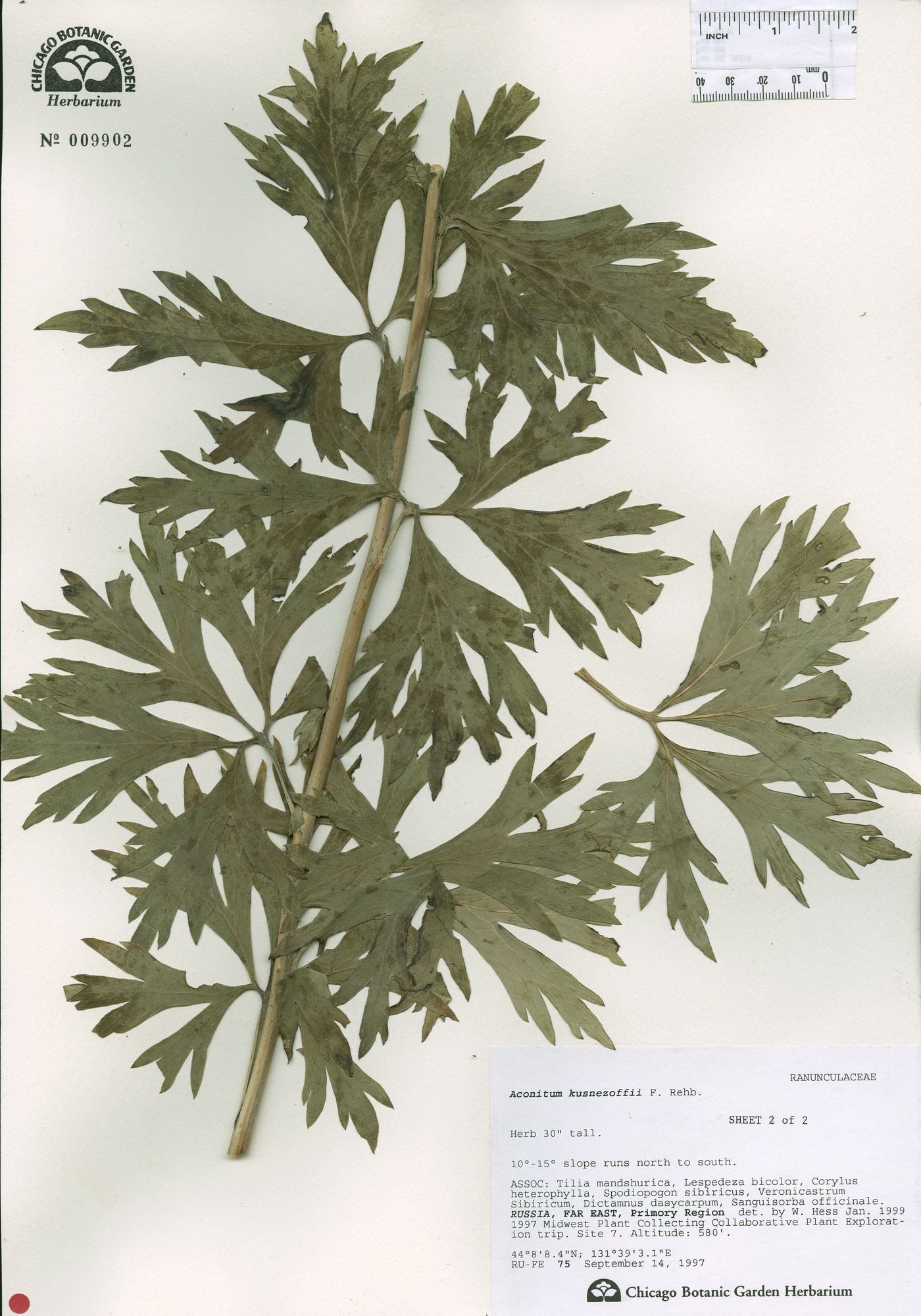 Aconitum kusnezoffii image