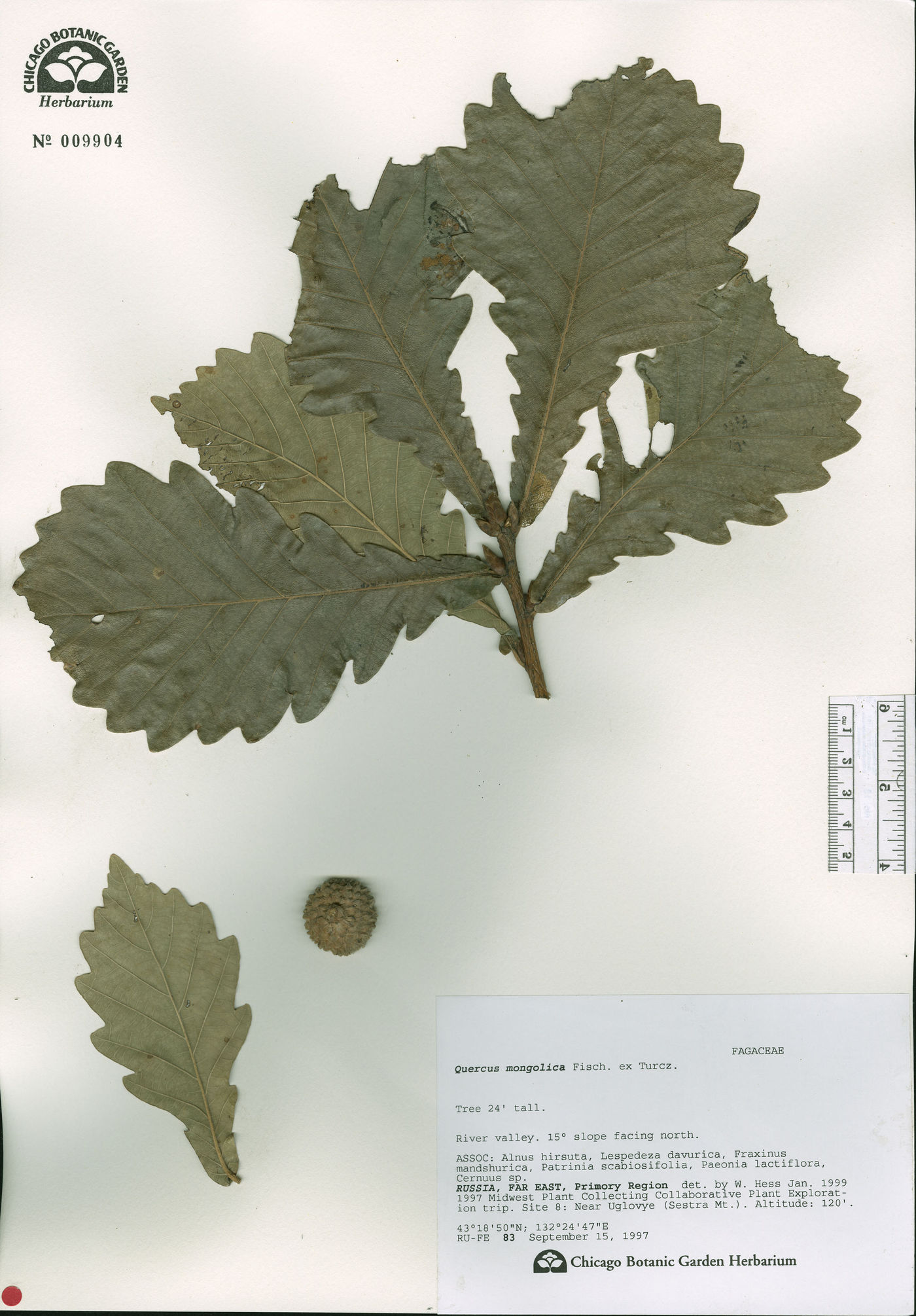 Quercus mongolica image