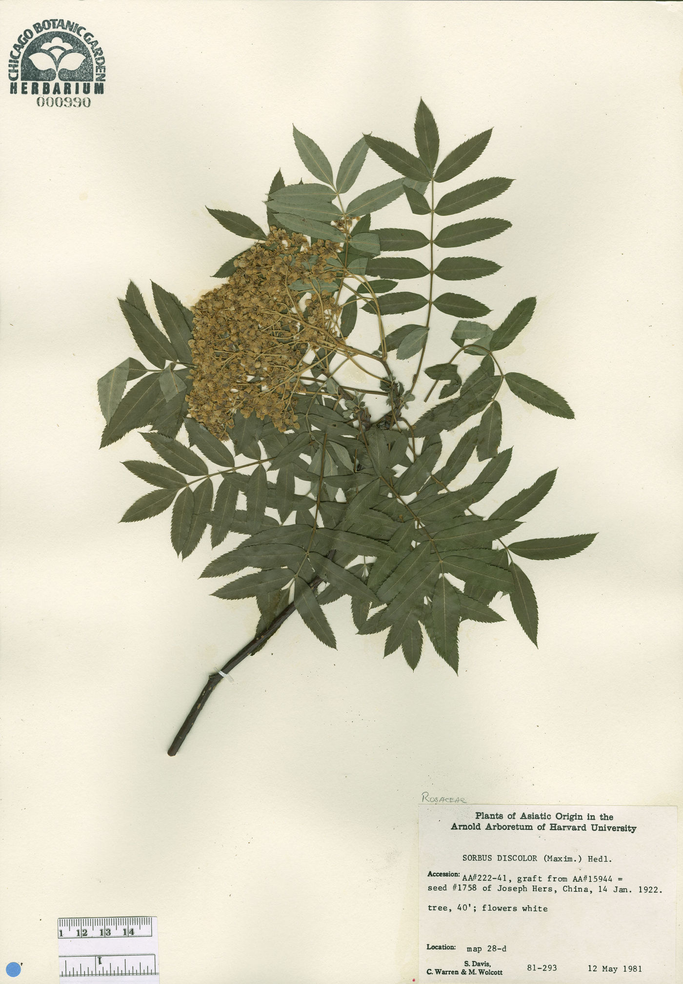 Sorbus discolor image