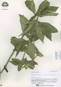 Leptandra sibirica image