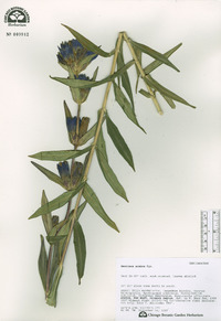 Gentiana scabra image