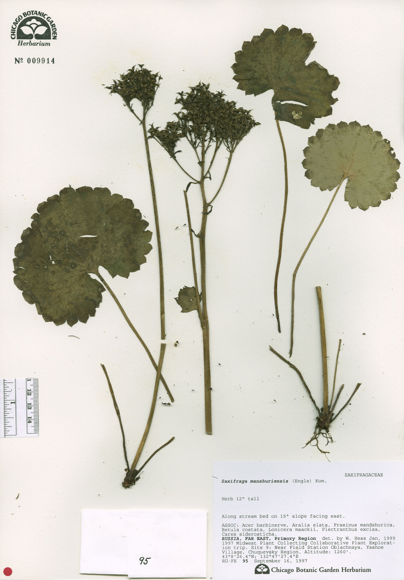 Saxifraga manshuriensis image