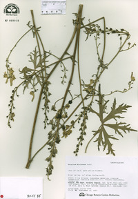 Image of Aconitum kirinense