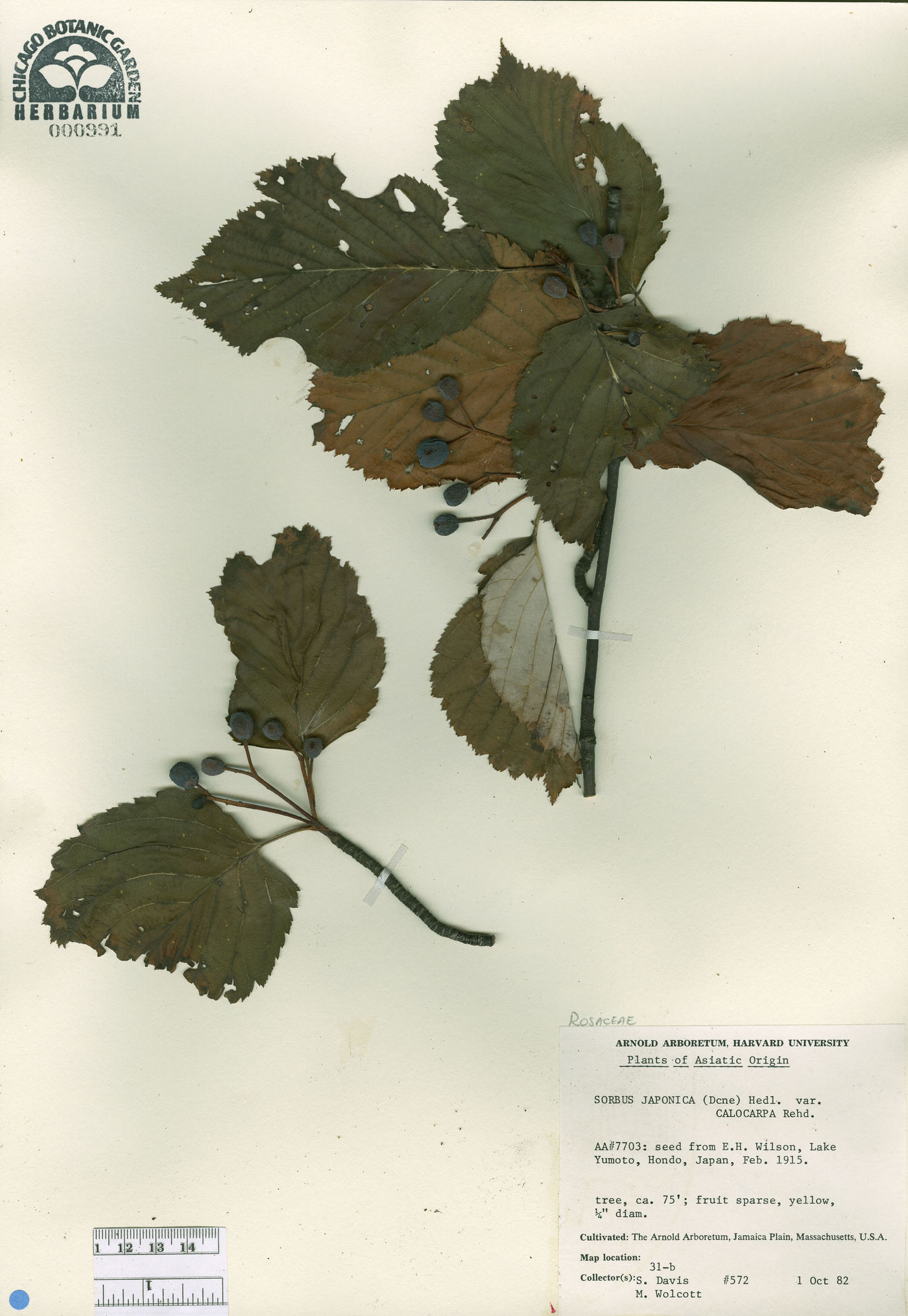 Micromeles japonica image