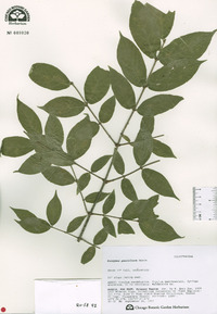 Euonymus verrucosus image