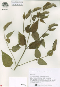 Agastache rugosa image