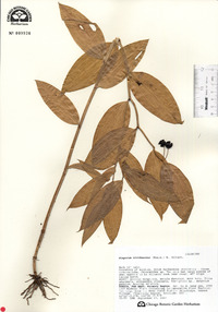 Disporum viridescens image