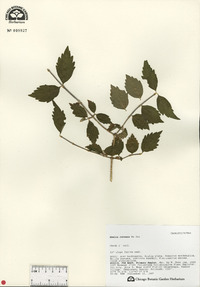 Alisma plantago image