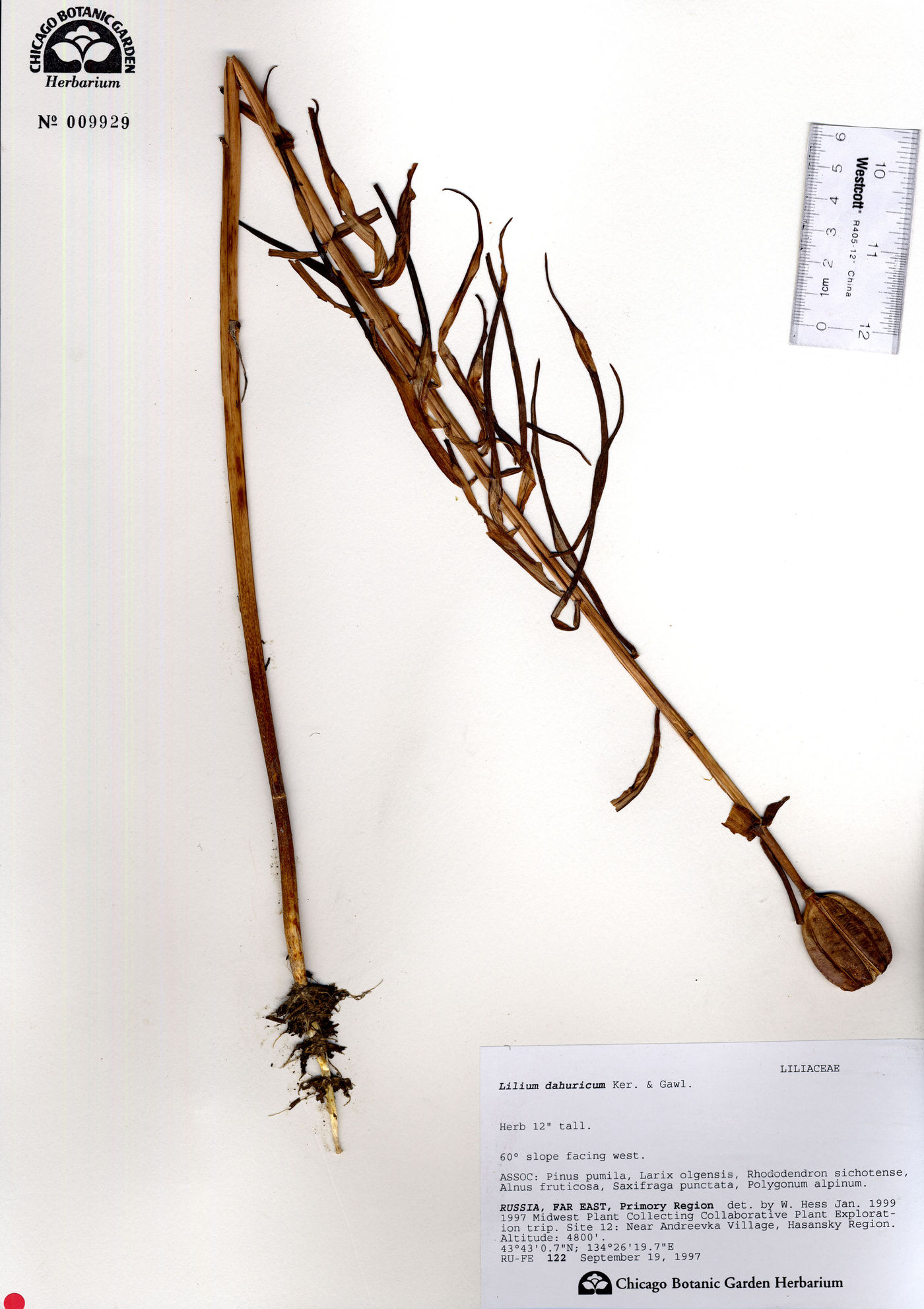 Lilium pensylvanicum image
