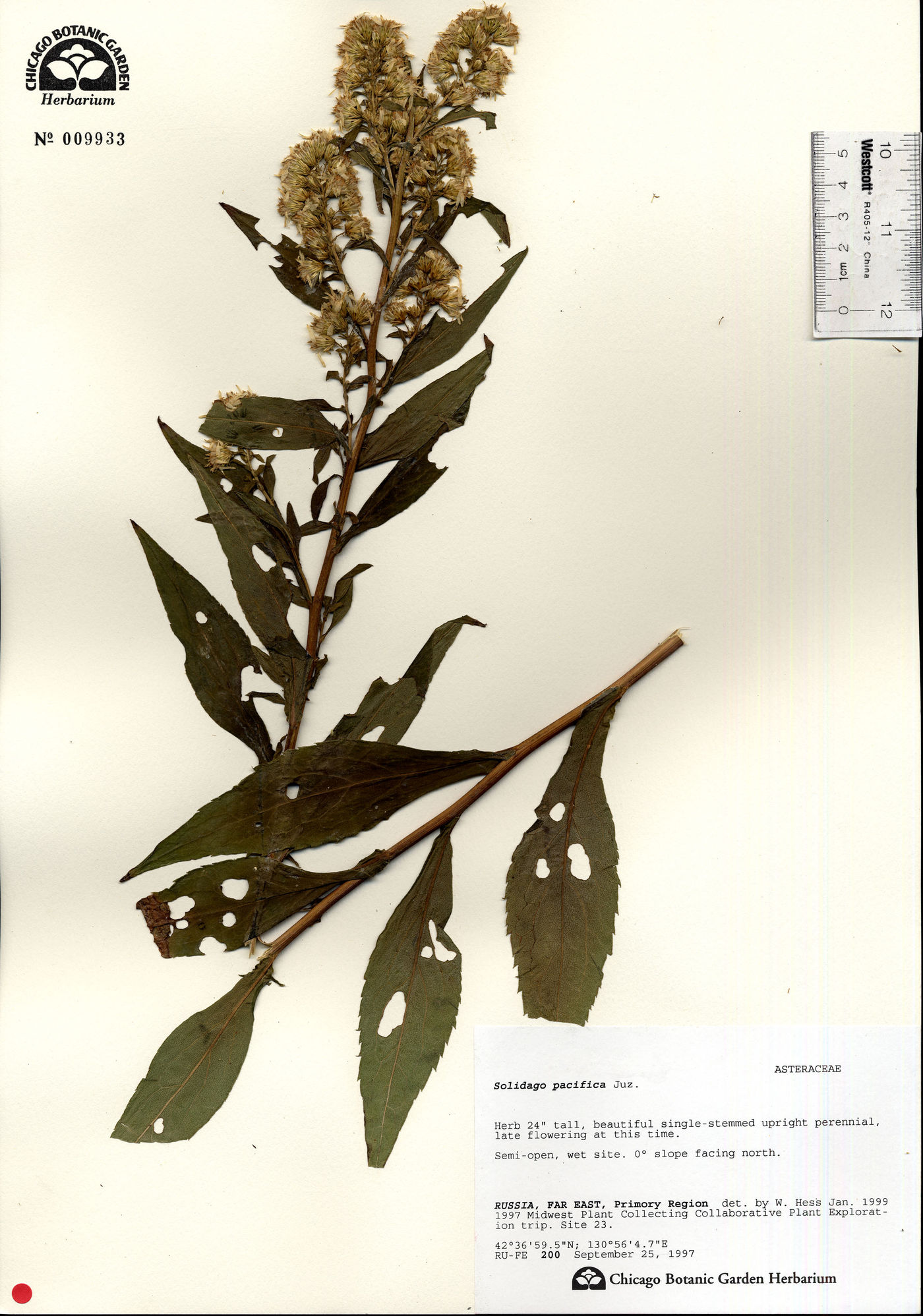 Solidago pacifica image