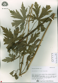 Aconitum biflorum image