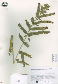 Image of Sanguisorba x tenuifolia
