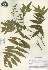 Sorbaria sorbifolia image