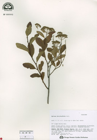 Spiraea betulifolia image