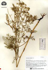 Image of Peucedanum elegans