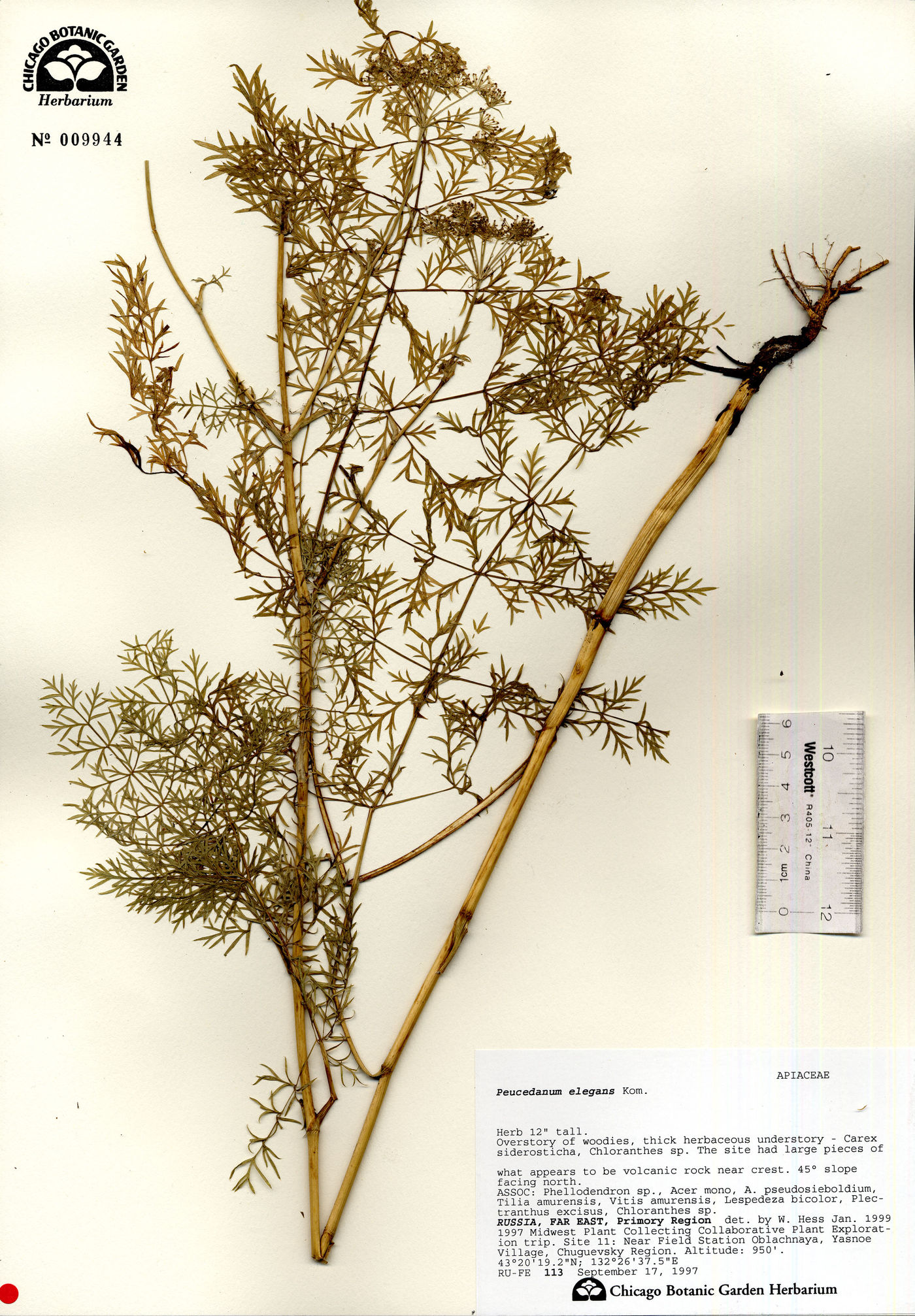 Peucedanum elegans image