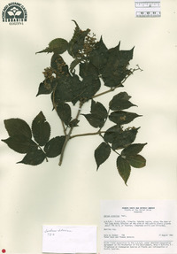 Sorbus aucuparia image