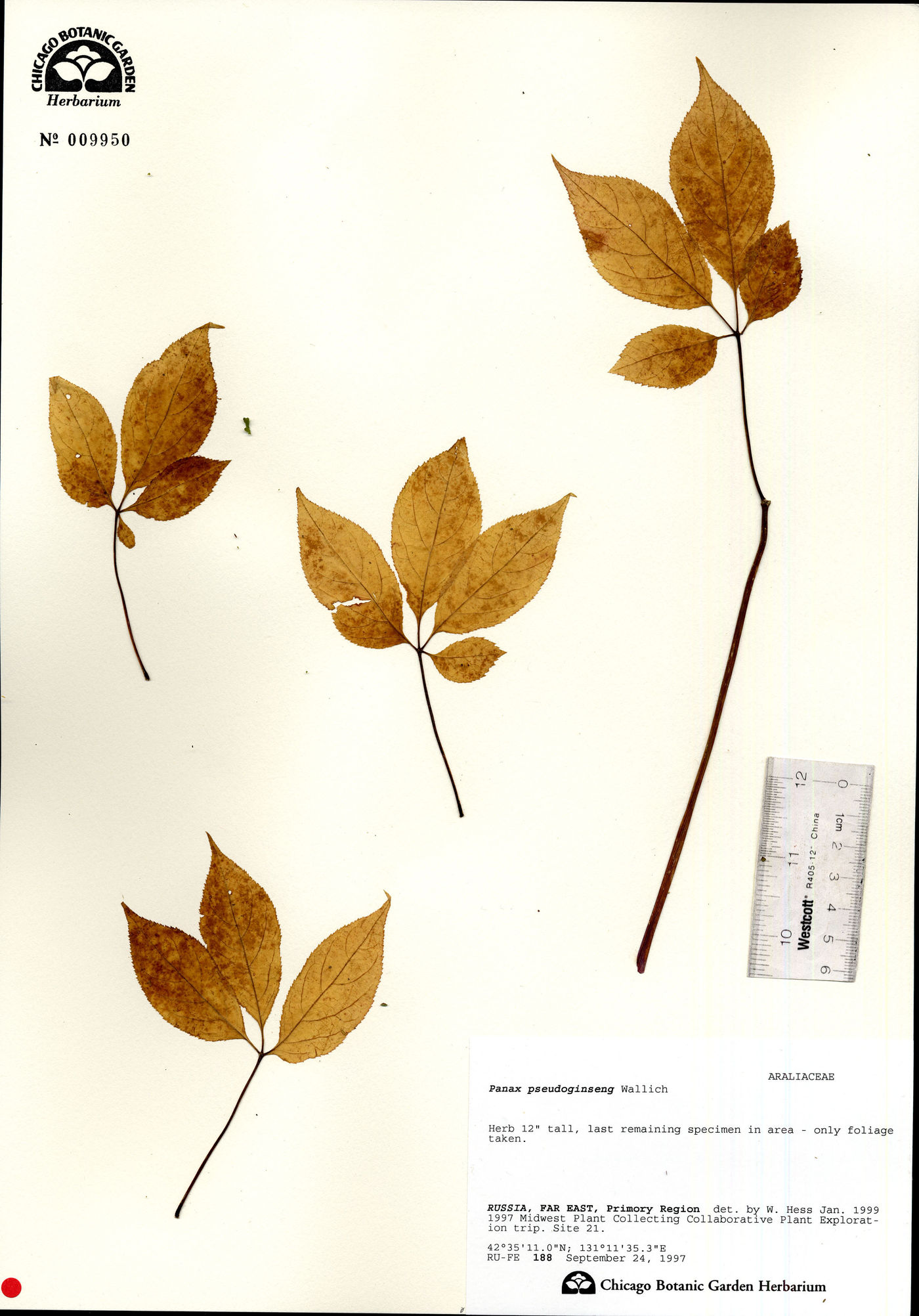 Panax pseudoginseng image