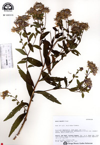 Aster maackii image