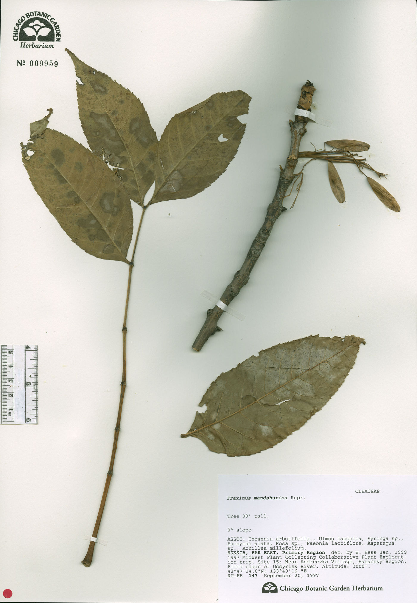 Fraxinus mandshurica image
