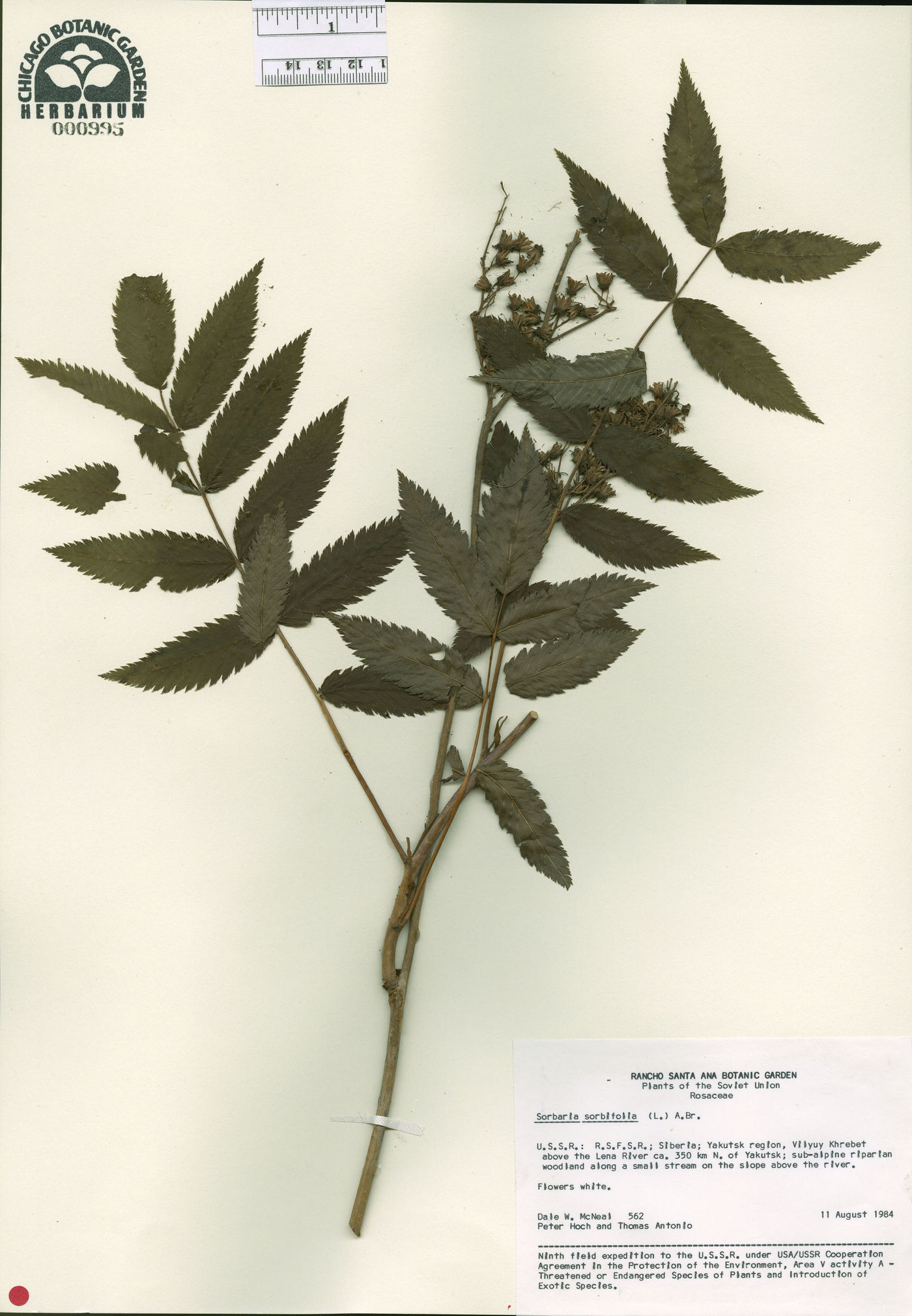 Sorbaria sorbifolia image