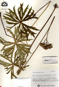 Syneilesis aconitifolia image