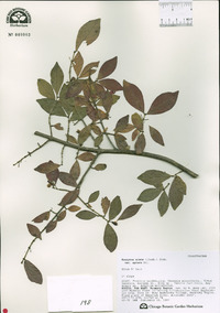 Euonymus alatus image