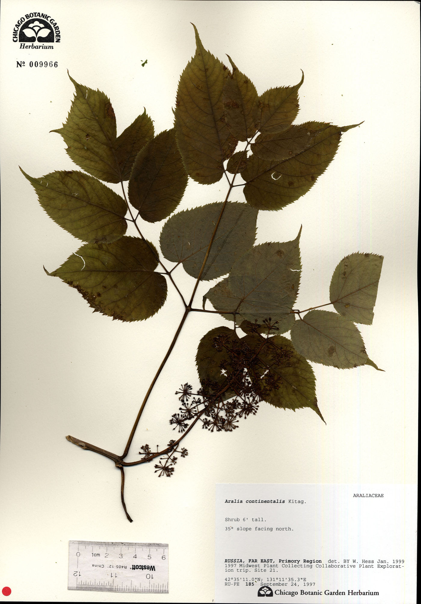 Aralia continentalis image