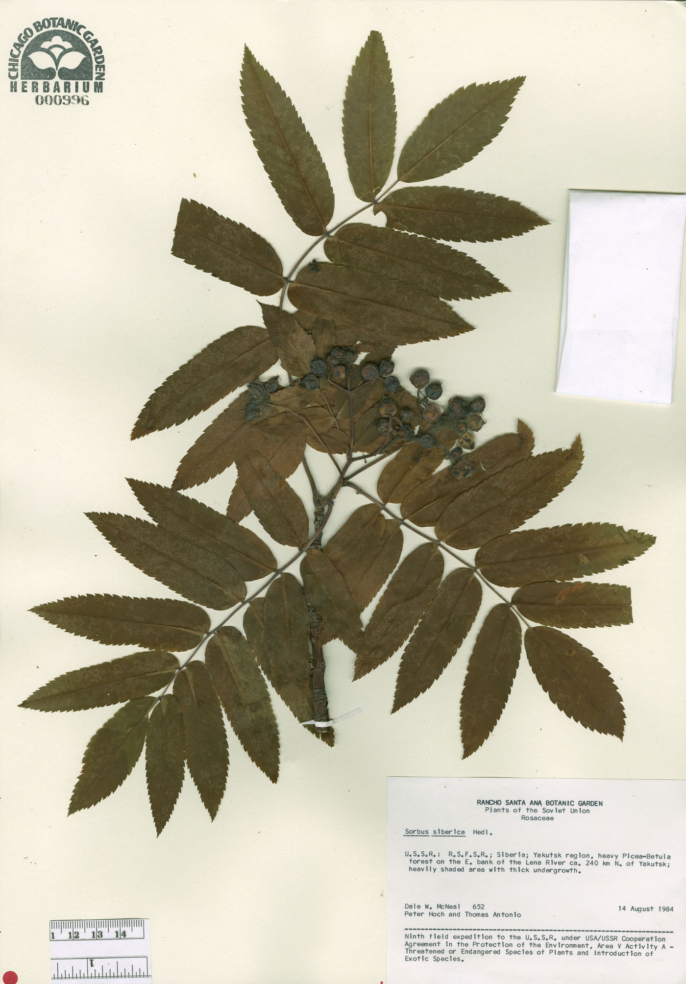 Sorbus aucuparia subsp. sibirica image