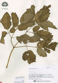 Aruncus dioicus image