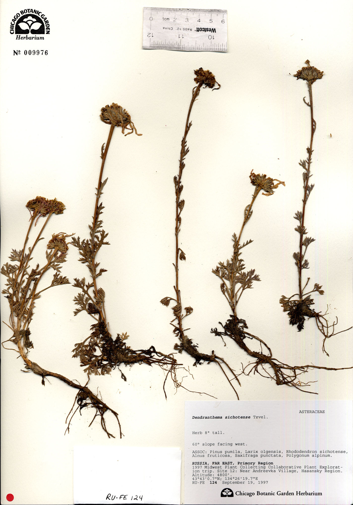 Dendranthema oreastrum image
