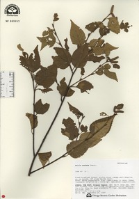 Betula costata image