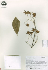 Euonymus macropterus image