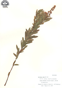 Spiraea alba image