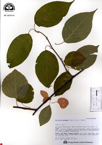 Actinidia polygama image