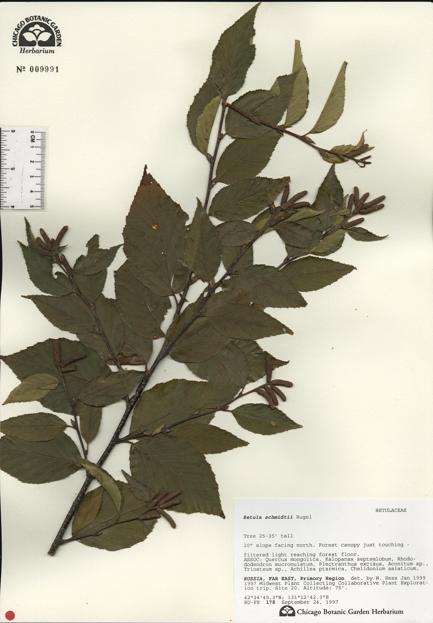 Betula schmidtii image