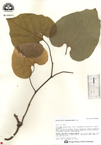Aristolochia manshuriensis image