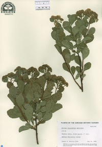 Spiraea betulifolia var. aemiliana image