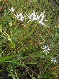 Eryngium phyteumae image